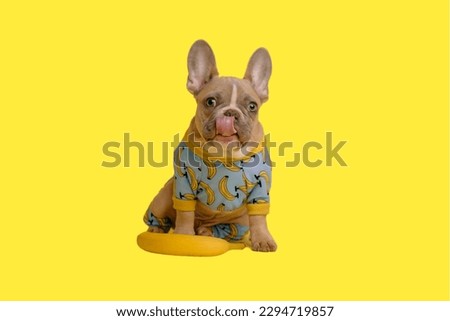 french Bulldog in yellow background
