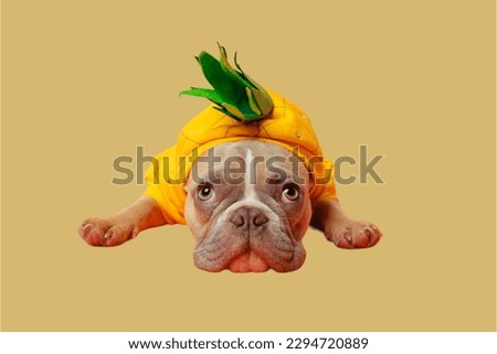 french Bulldog wearing clothes in beautiful background 
