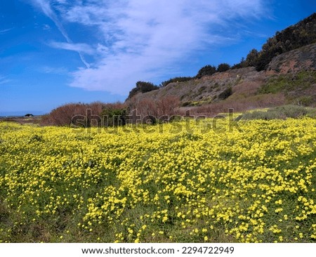 Field of dandelions on Big Sur California's southern tip