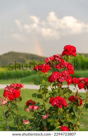 A brilliant red flowering plant stands alone in a lush green landscape, beneath the vast blue sky and soft white clouds. Natures beauty is refreshing.
