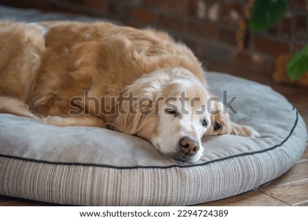 Senior Golden Retriever resting on a dog bed Royalty-Free Stock Photo #2294724389