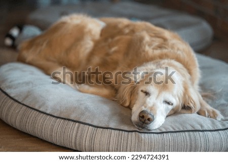 Senior Golden Retriever resting on a dog bed Royalty-Free Stock Photo #2294724391