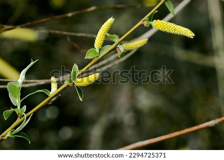 Beautiful young spring leaves with seeds on a tree branch.
