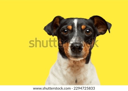 Ratonero Bodeguero Andaluz dog in yellow background
