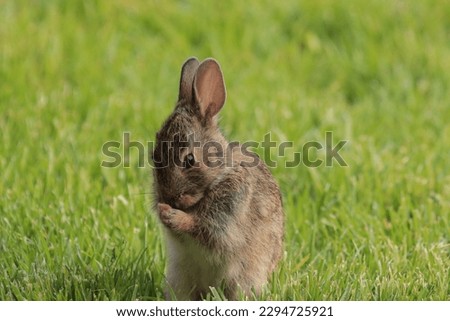 Beautiful closeup outdoor picture bunny rabbit natural environment sitting green grass rubbing tiny nose whiskers paws long ears brown furry attractive background sunny spring afternoon 