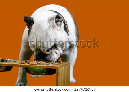 American Bulldog eating in orange background
