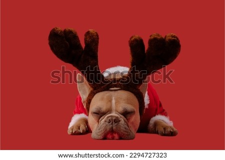 french Bulldog in red background