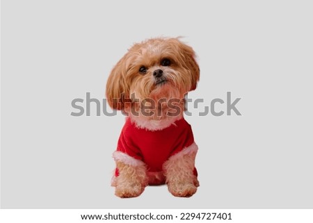 Shih Tzu dog in gray background