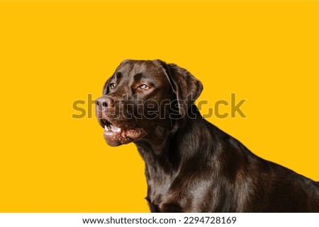Labrador Retriever dog sitting in yellow background




