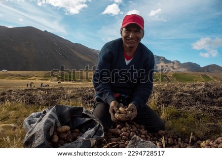 Indigenous peasant from the Quechua town of Culluchaca harvesting native potatoes in the highlands. Royalty-Free Stock Photo #2294728517