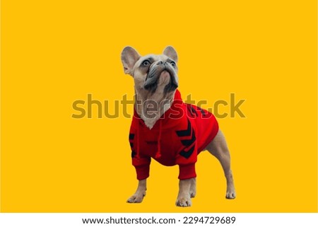 french Bulldog wearing red custome in yellow background
