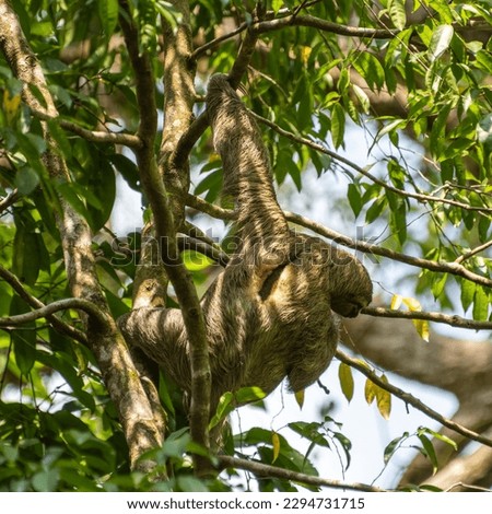 Sloth in Manuel Antonio National Park in Costa Rica