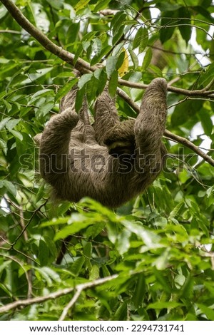 Sloth in Manuel Antonio National Park in Costa Rica