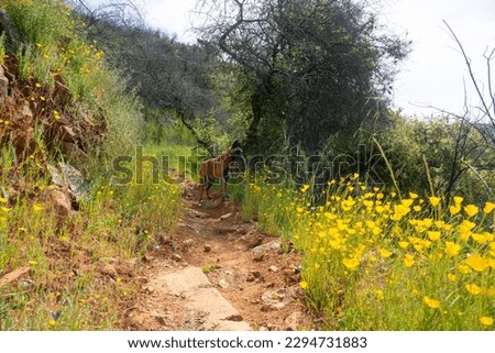 California Poppy Wildflowers Along Darrington Trail Along Lake Folsom in the Sierra Foothills, California