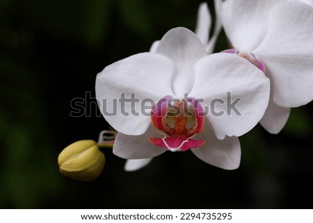 Close up image of blooming white with pink center orchid flowers and bud isolated on dark background