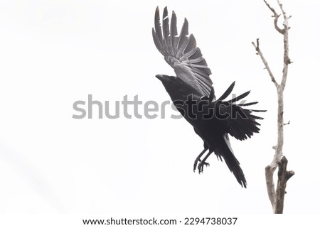 Common raven (Corvus corax) in flight