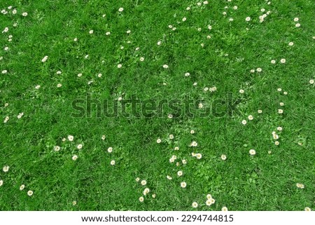 Top view of green grass and small daisy flowers background Royalty-Free Stock Photo #2294744815