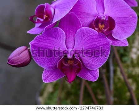 Purple moon orchid, moth orchid, or mariposa orchid, is a species of flowering plant in the orchid family Orchidaceae. Isolated picture, selective focus, bokeh background 