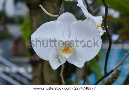 White moon orchid, moth orchid, or mariposa orchid, is a species of flowering plant in the orchid family Orchidaceae. Isolated picture, selective focus, bokeh background, a shrike perched