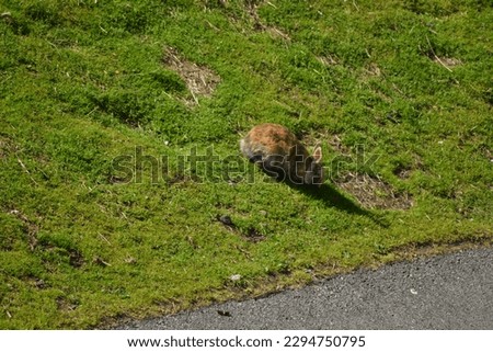 This is a picture of a small rabbit in the sun