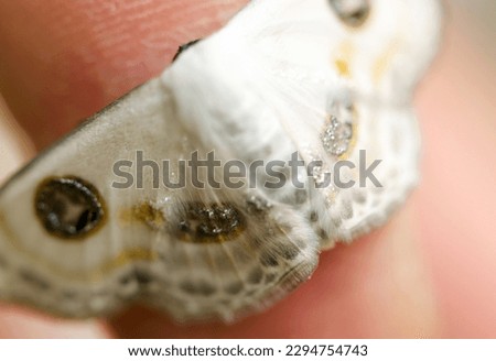 White base gorgeous gold and silver, black designed moth on human finger (Futatsumeooshirohimeshaku, Problepsis albidior. Sunny outdoor, close up macro photography)