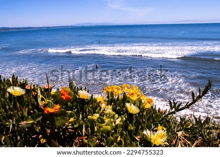 Colorful flowers on a hill by the coast 