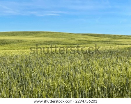 Landscape of green wheat field and blue sky.  A field in the village, a sunny day in the village.