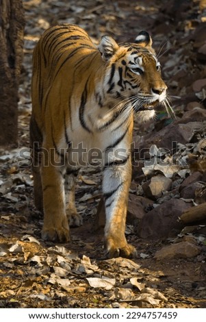 Royal Bengal tiger walking in slow pace. Photo taken from front side.