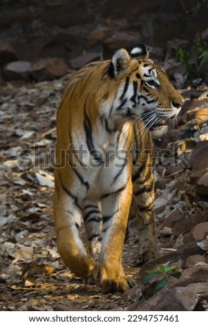 Royal Bengal tiger walking in slow pace. Photo taken from front side.
