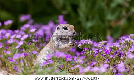 Round-tailed ground squirrel, Xerospermophilus tereticaudus, in a field of purple wildflowers, bristly nama, Nama hispidum, AKA sand bells. Sonoran Desert wildlife, Pima County, Tucson, Arizona, USA.