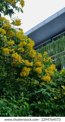A yellow Tabebuya tree in office area blooming, this photo was taken in January 2023