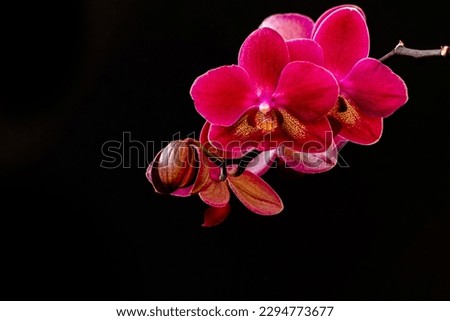 Purple orchid on black background. Luxury concept. Branch of a blooming purple orchid close-up on a dark background.  Phalaenopsis orchid flowers, isolated, copy space, high quality photo Royalty-Free Stock Photo #2294773677