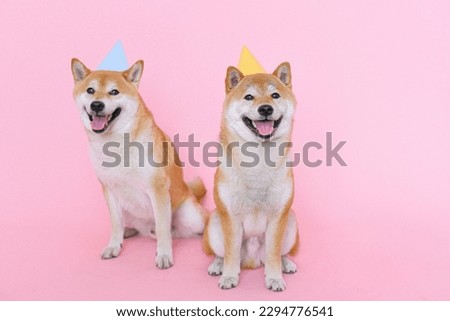 Tow Shiba Inu dogs in Pink background
