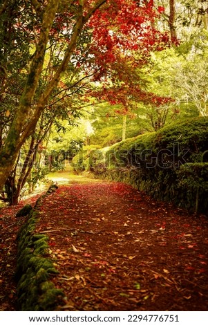 A picture of a tree surrounded by autumn leaves in autumn Sydney Australia with vivid orang colours in nature