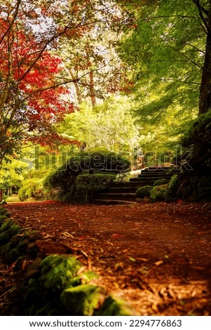 A picture of a tree surrounded by autumn leaves in autumn Sydney Australia with vivid orang colours in nature mount wilson