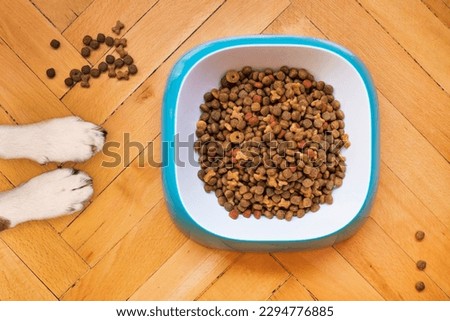 dog sitting in his food