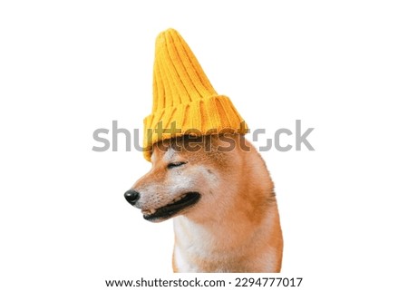 Shiba Inu dog wearing hat in background
