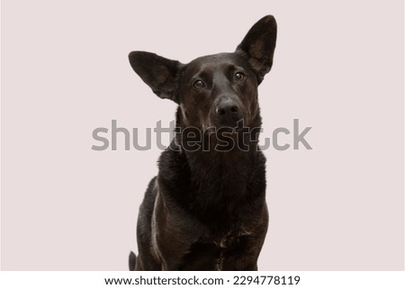 Australian Kelpie dog sitting in gray background
