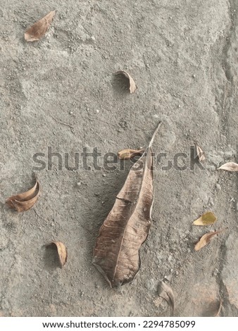 background of an old leaf falling, karawang, west java