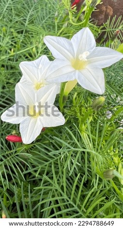 Close up white Ipomoea quamoclit commonly known as cypress vine, star glory in bloom. Royalty-Free Stock Photo #2294788649