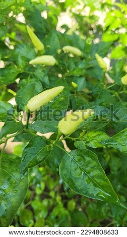 a green background with leaf and green chili 