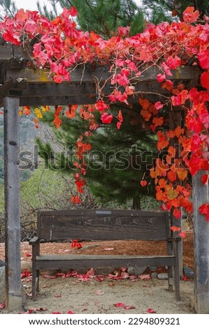 an empty wooden bench with a view under red color vine leaves, carmel valley village, california, usa