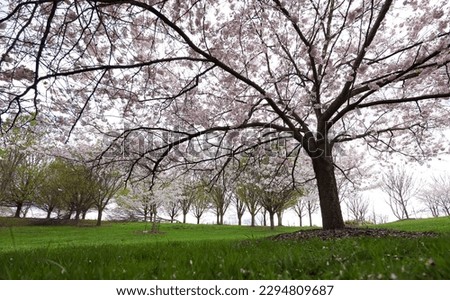 Tall Cherry blossom trees in Michigan countryside during spring time