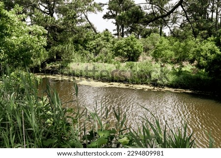 A small but deep stream off the main brach of a rivers delta in the swamp marsh wetland ecosystem of lush plants and freshwater mixing with brackish