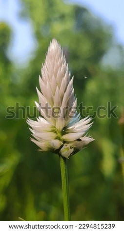 portrait picture of an wild life flower in the green field