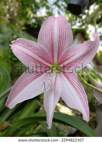 Amaryllis is a flower plant originating from the tropics that has a variety of beautiful flower color variants, one of which is the white one with red stripes.