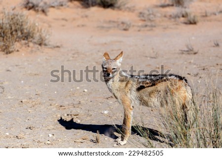 black-backed jackal (Canis mesomelas)Kgalagadi Transfrontier Park, Botswana, true wildlife