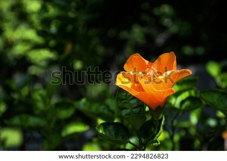 Orange hibiscus flower on nature background It can be considered the queen of tropical flowers. And can also use flowers and leaves that contain mucilage for medicinal and beauty benefits as well.