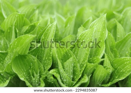 Beautiful and fresh green Hosta leaf. Raindrops on leaves. Water droplets. Young green leaves on a spring day. Spring background. Blurred natural green background.  Abstract green backgroup. Ecology