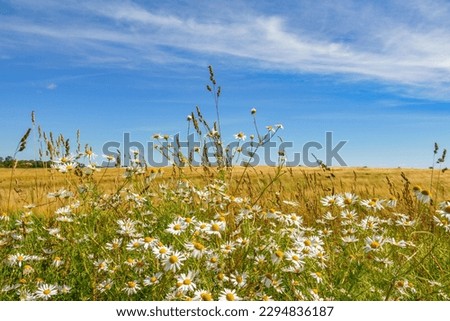 Scentless Mayweed flowers at a cornfield, a beautiful summer day Royalty-Free Stock Photo #2294836187